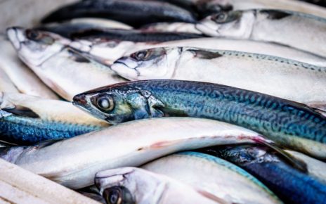 Desarrollan un nuevo hielo antimicrobiano que alarga la vida útil del pescado fresco