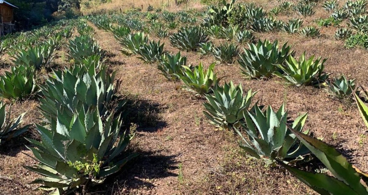 Crean ruta de la raicilla para promover la bebida alcohólica jalisciense