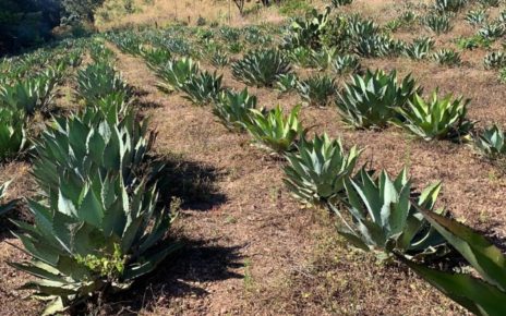 Crean ruta de la raicilla para promover la bebida alcohólica jalisciense