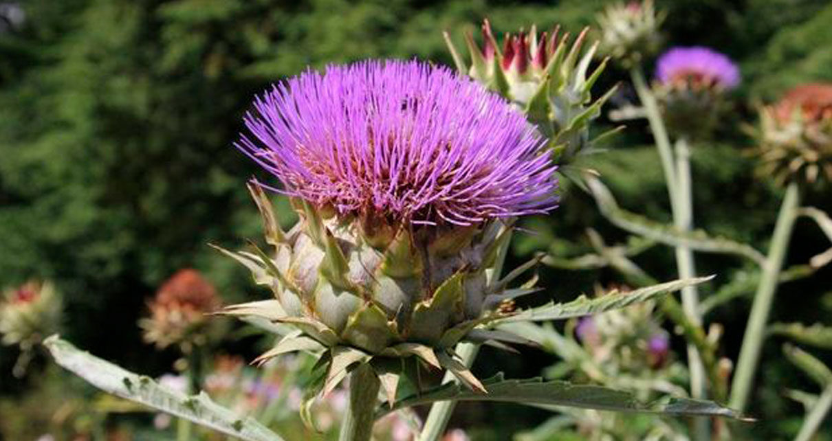 Descubren que la flor de alcachofa permite producir quesos con propiedades  destacadas