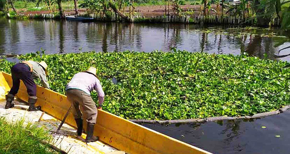 Usarían el lirio acuático para cultivar hongos para consumo humano