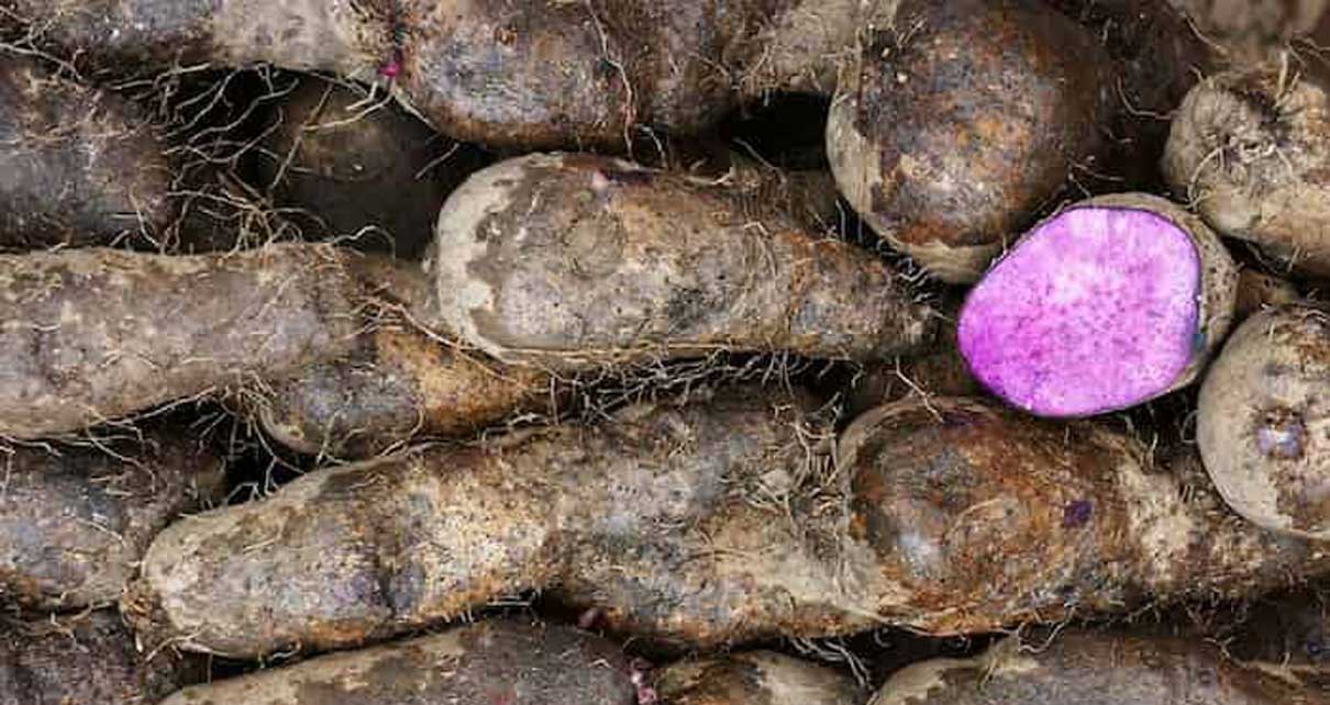 Harina de ñame morado, materia prima de bioplástico reforzado con nanotecnología